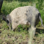 Wollschweine von Lauresham