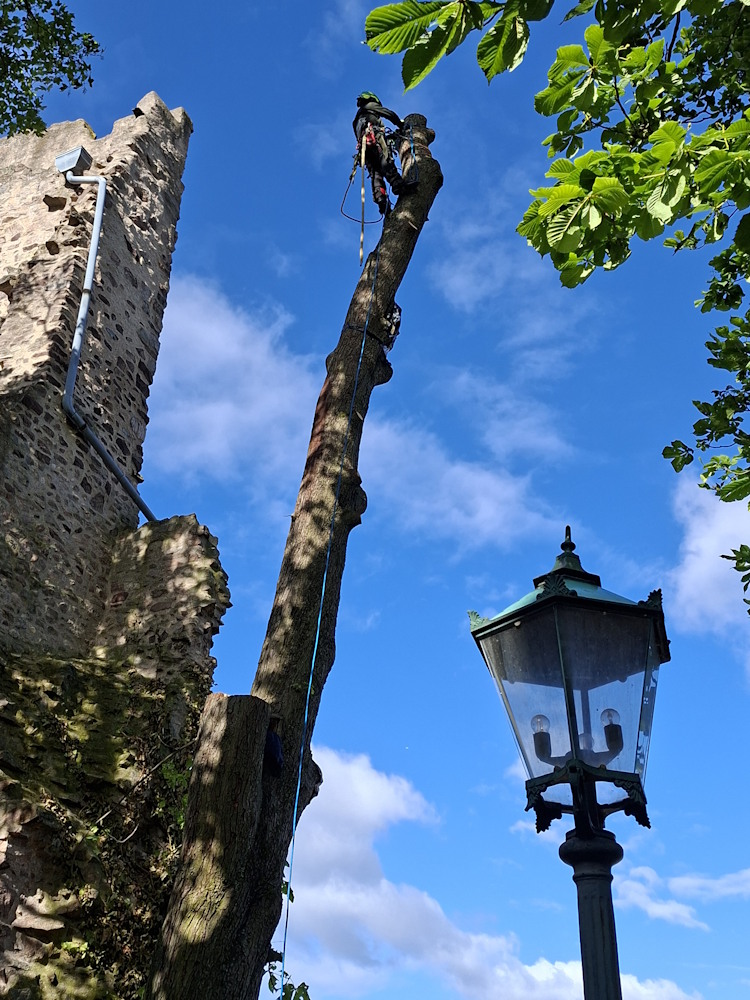 Baumpfleger am Baumstamm, links daneben die Ruine der Strahlenburg.