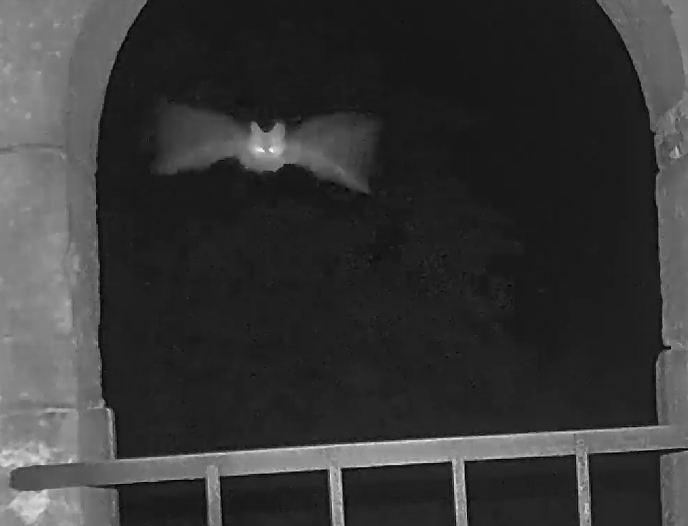 Fledermaus mit ausgebreiteten Flügeln im nächtlichen Torbogen des Bergfrieds.